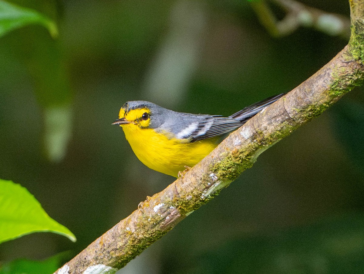 St. Lucia Warbler - ML646575308