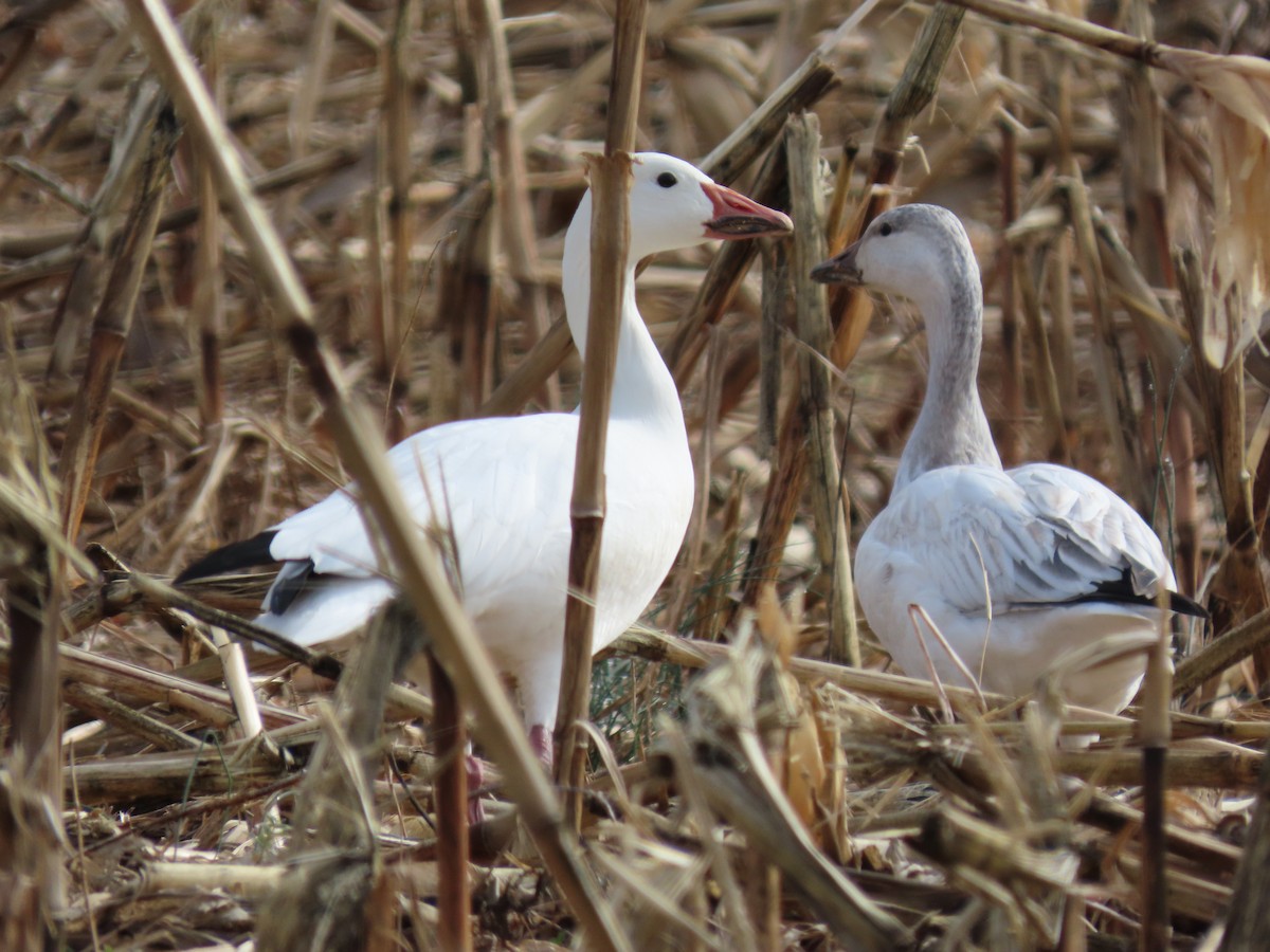 Snow Goose - ML646575309