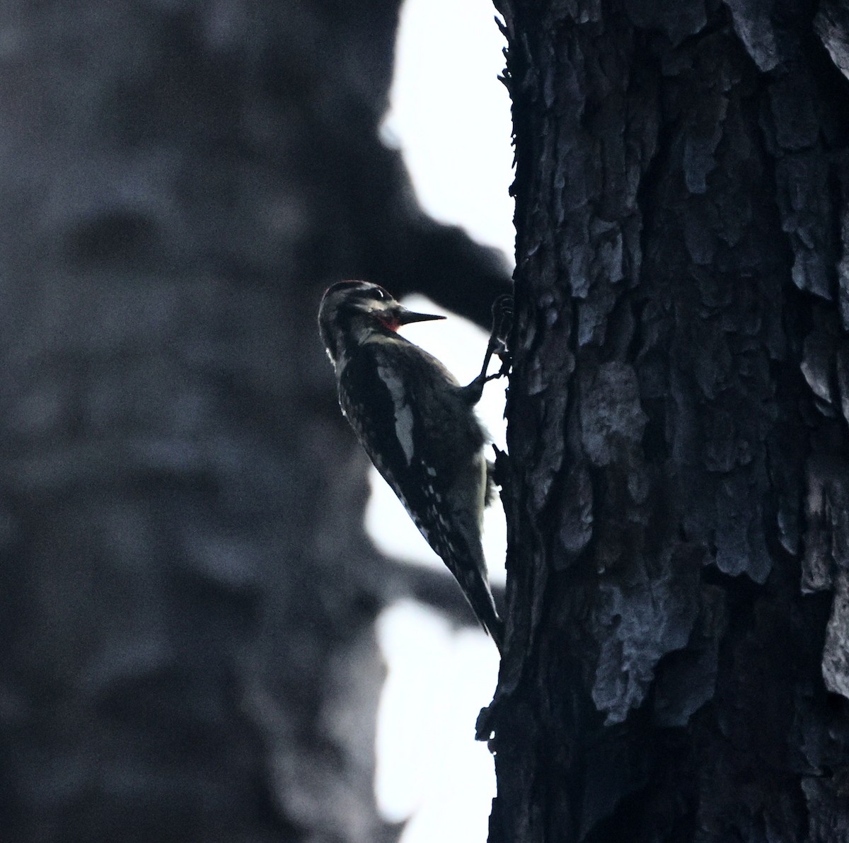 Yellow-bellied Sapsucker - ML646575310