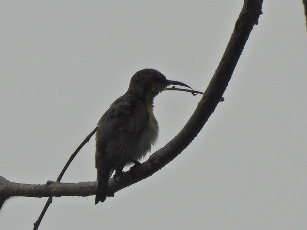 Purple Sunbird - ML646575311