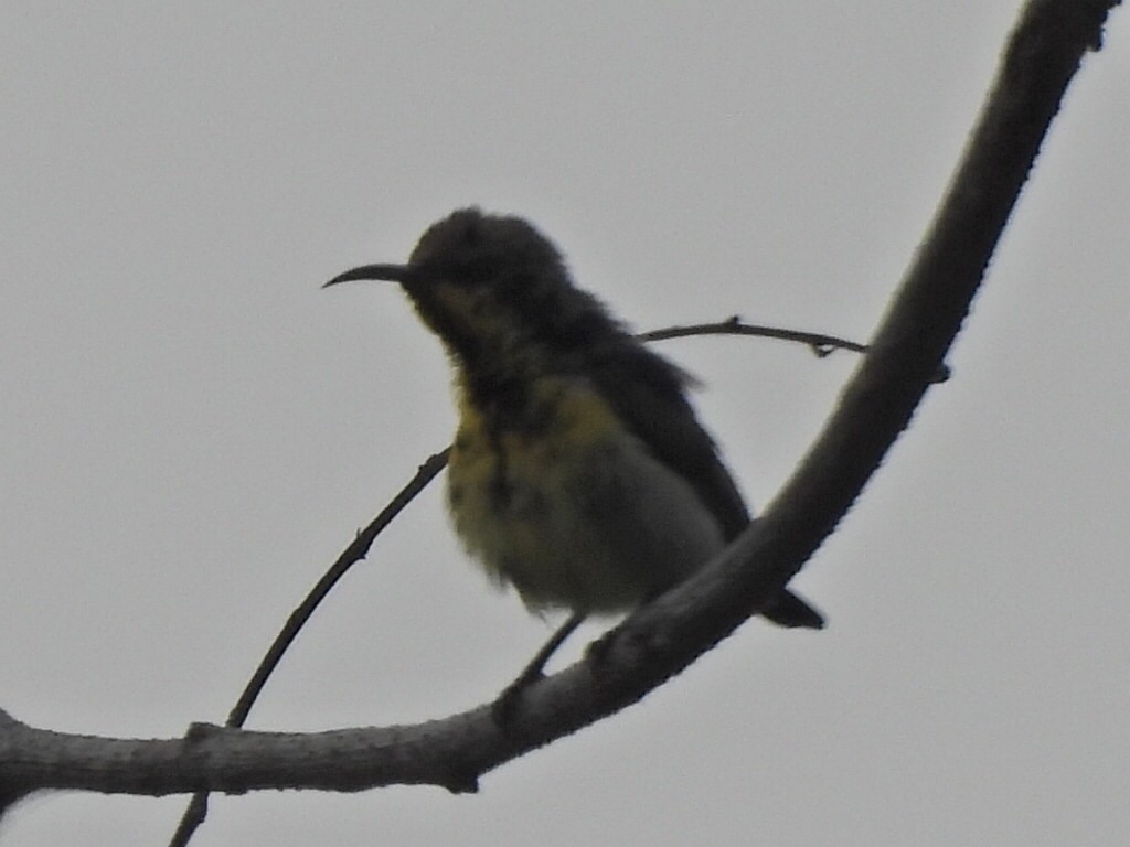 Purple Sunbird - ML646575314