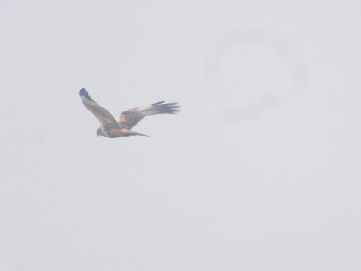 Western Marsh Harrier - ML646575315