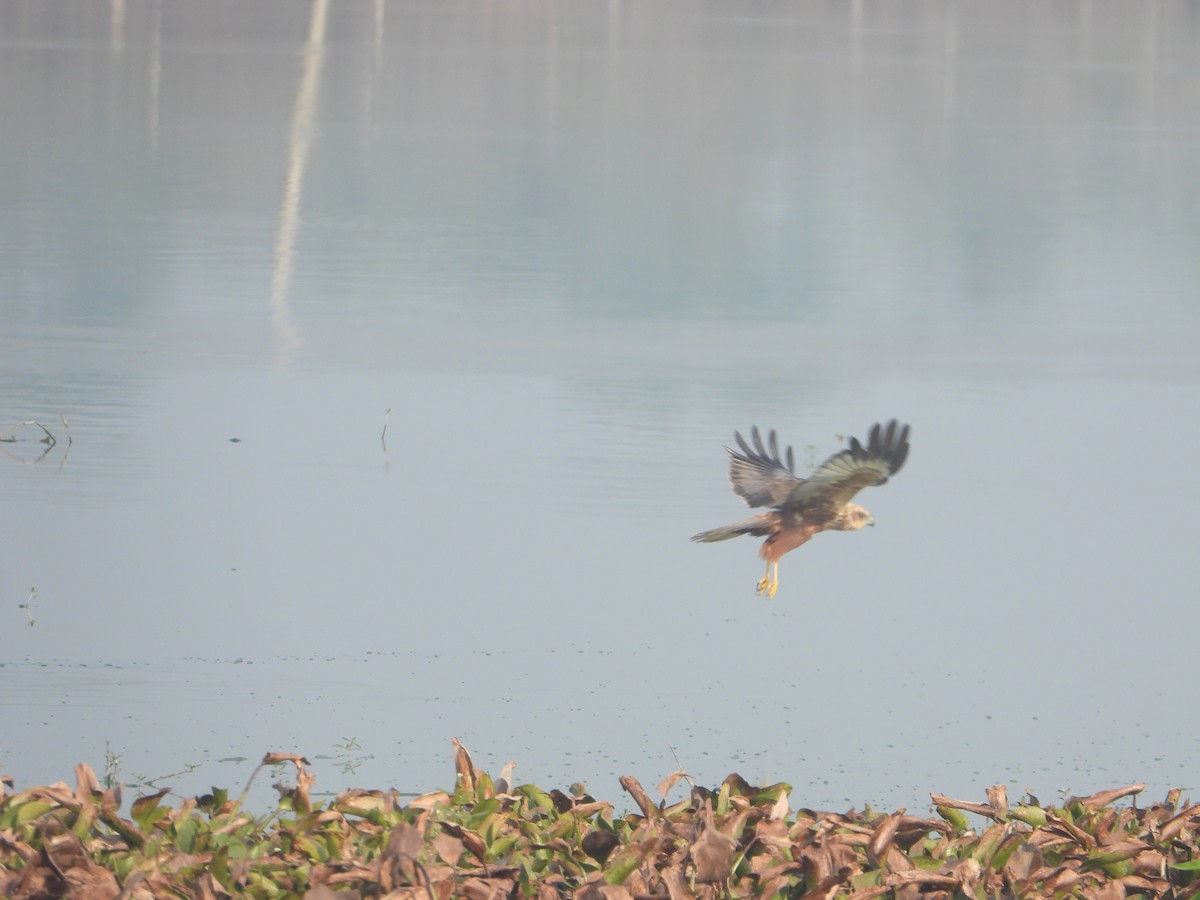 Western Marsh Harrier - ML646575316