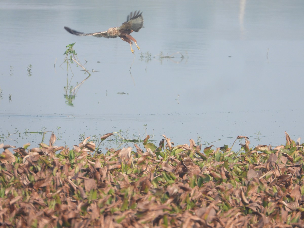 Western Marsh Harrier - ML646575317