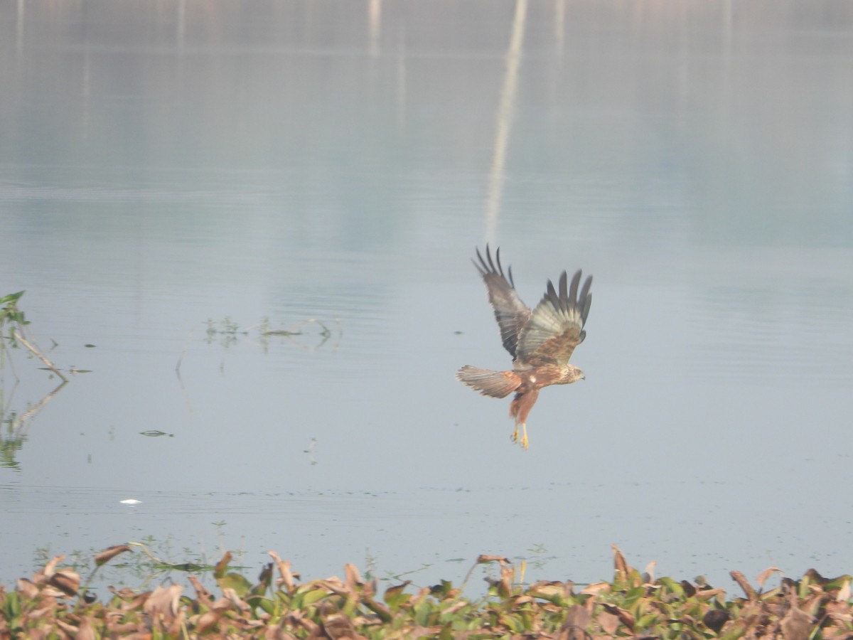 Western Marsh Harrier - ML646575318
