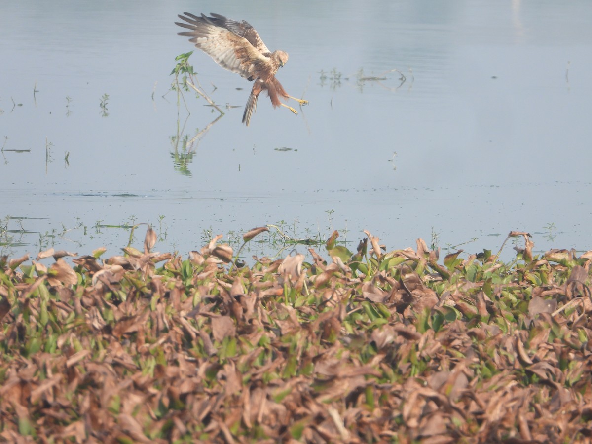 Western Marsh Harrier - ML646575319