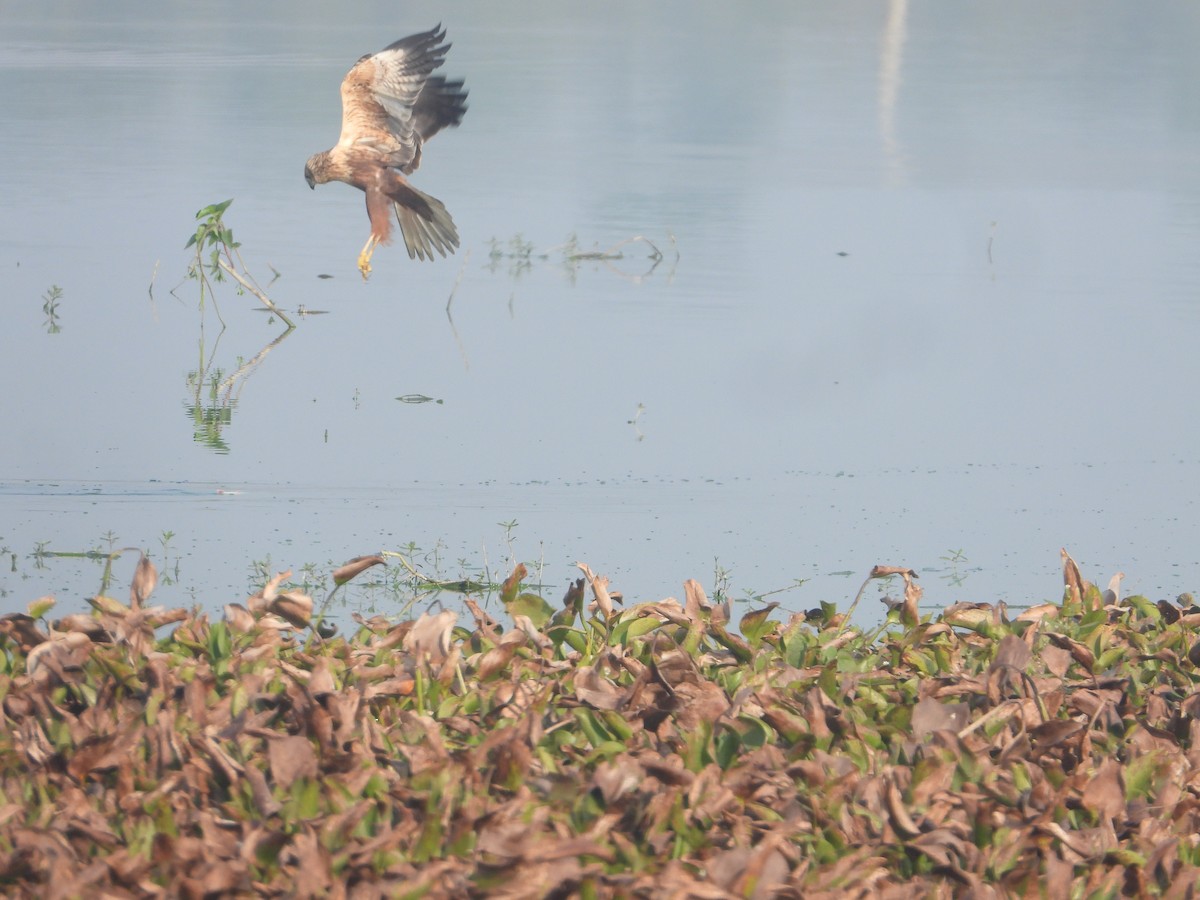 Western Marsh Harrier - ML646575320