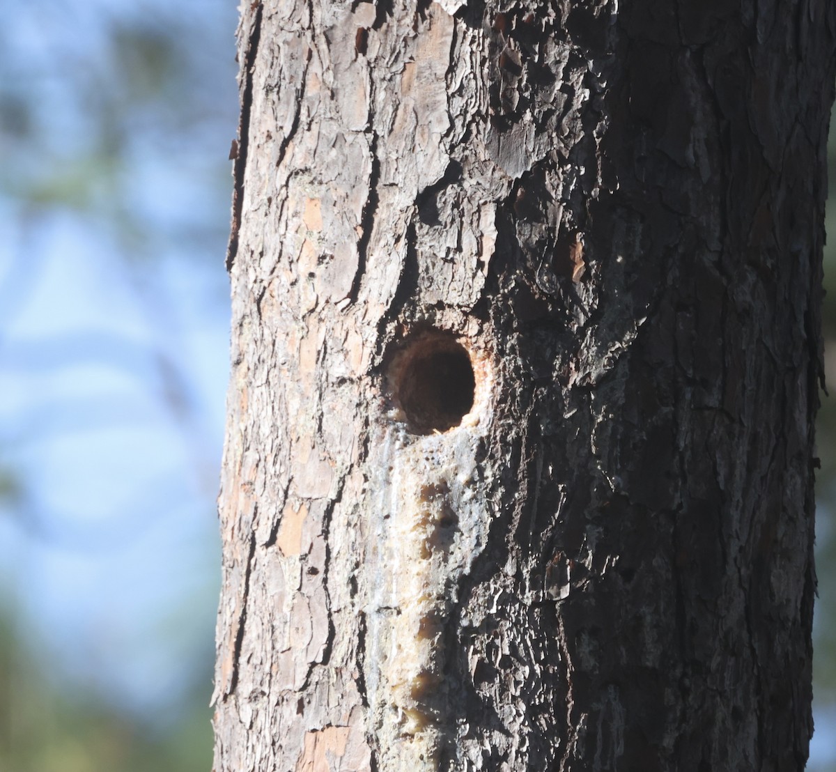 Red-cockaded Woodpecker - ML646575325