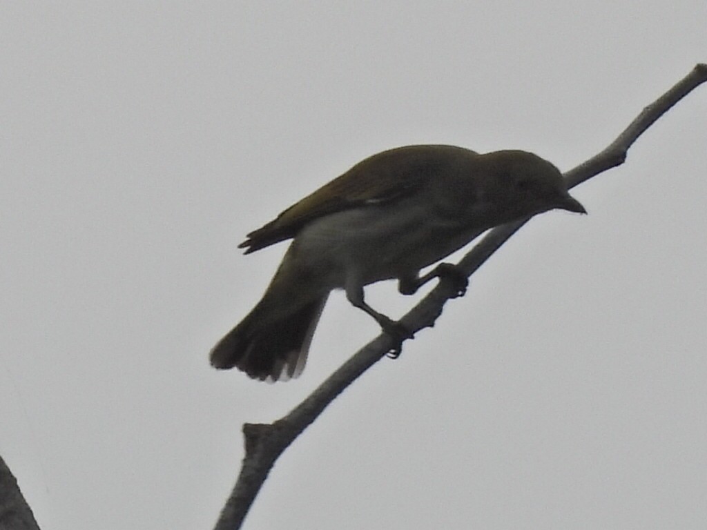 Picaflores Picogrueso - ML646575328