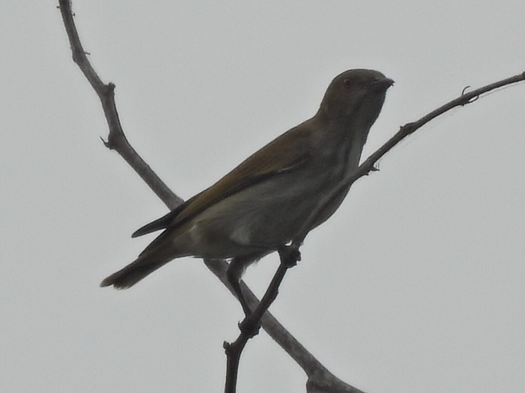 Picaflores Picogrueso - ML646575329