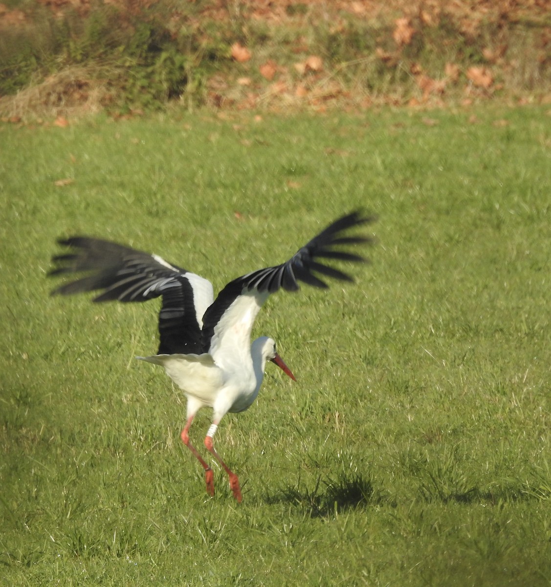 Cigüeña Blanca - ML646575330