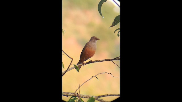 Zorzal Colorado - ML646575333