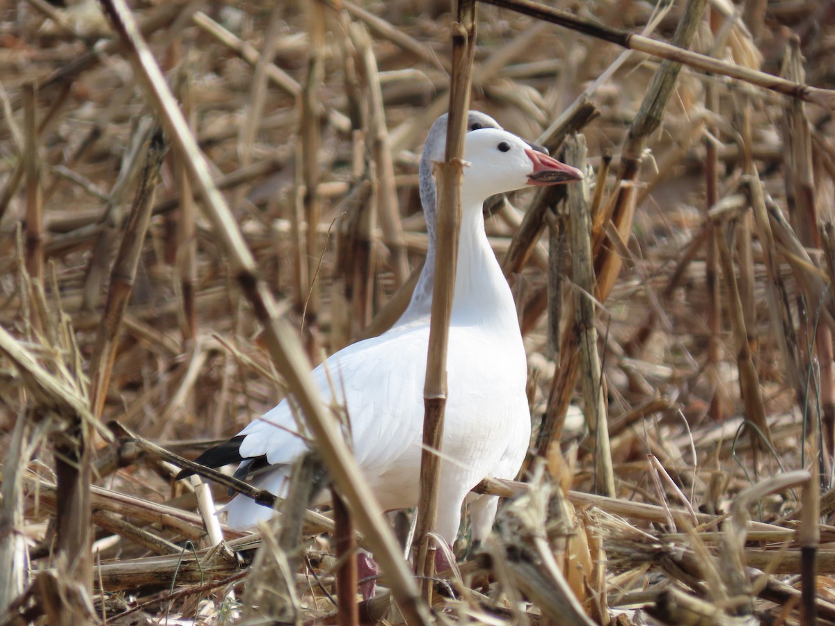 Ánsar Nival - ML646575334