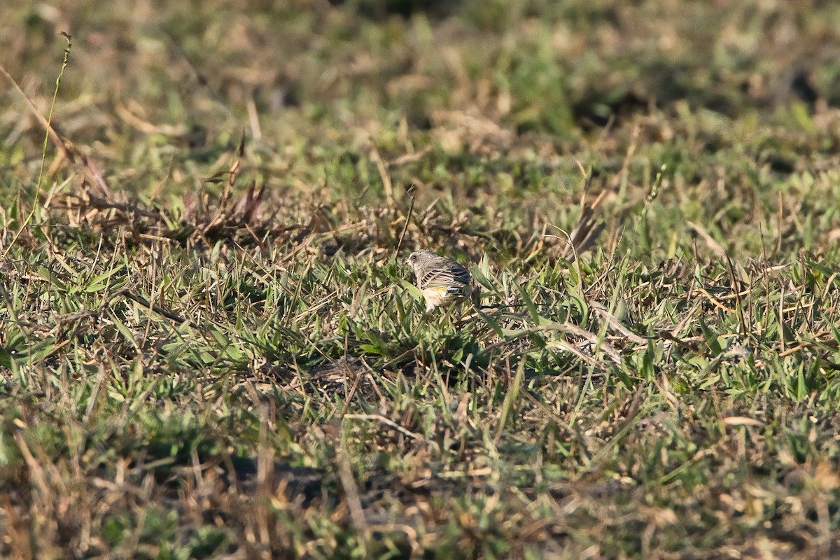 Serín Gorjinegro - ML646575337
