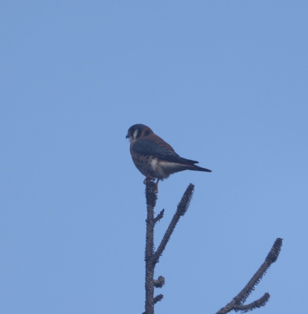 Cernícalo Americano - ML646575338