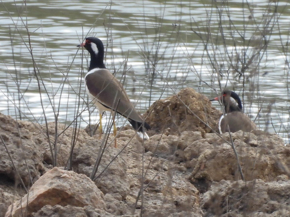 Avefría India - ML646575339