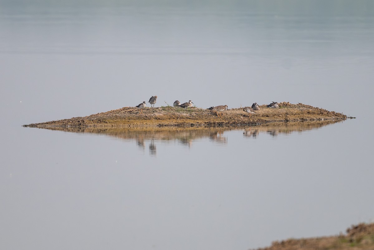 Combatiente - ML646575340