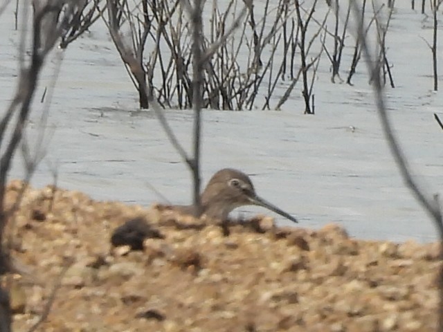 Andarríos Grande - ML646575346