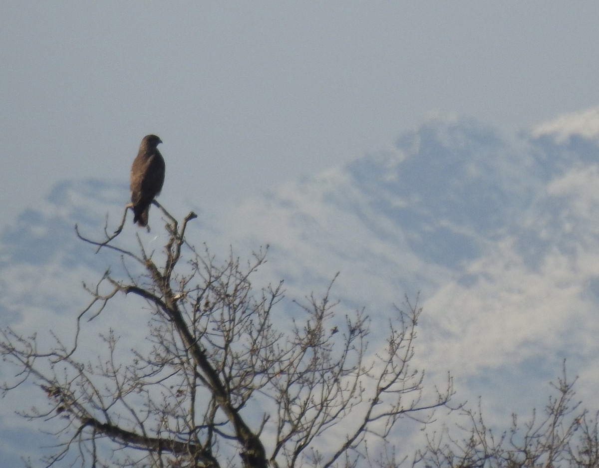 Busardo Ratonero - ML646575347