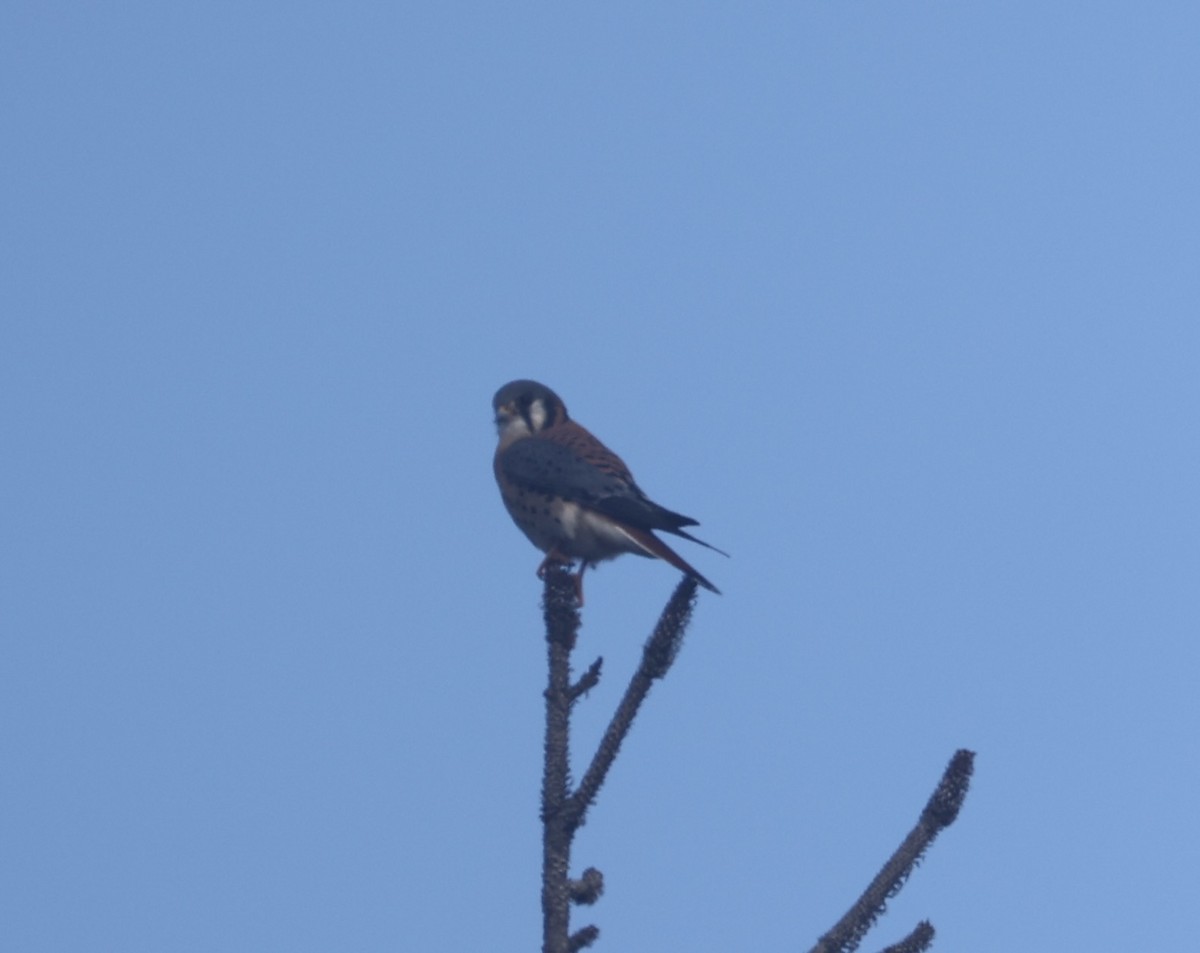 Cernícalo Americano - ML646575348