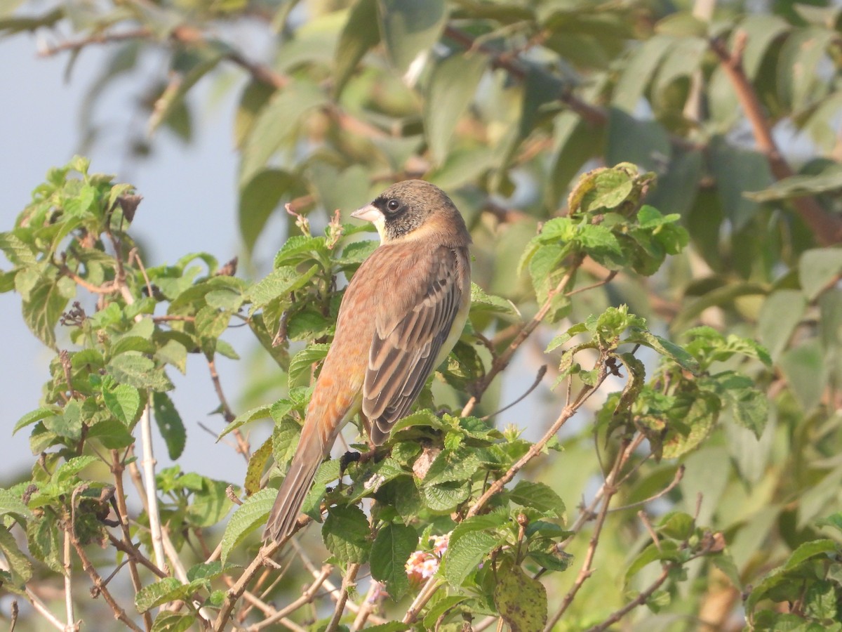 Escribano Cabecinegro/Carirrojo - ML646575350