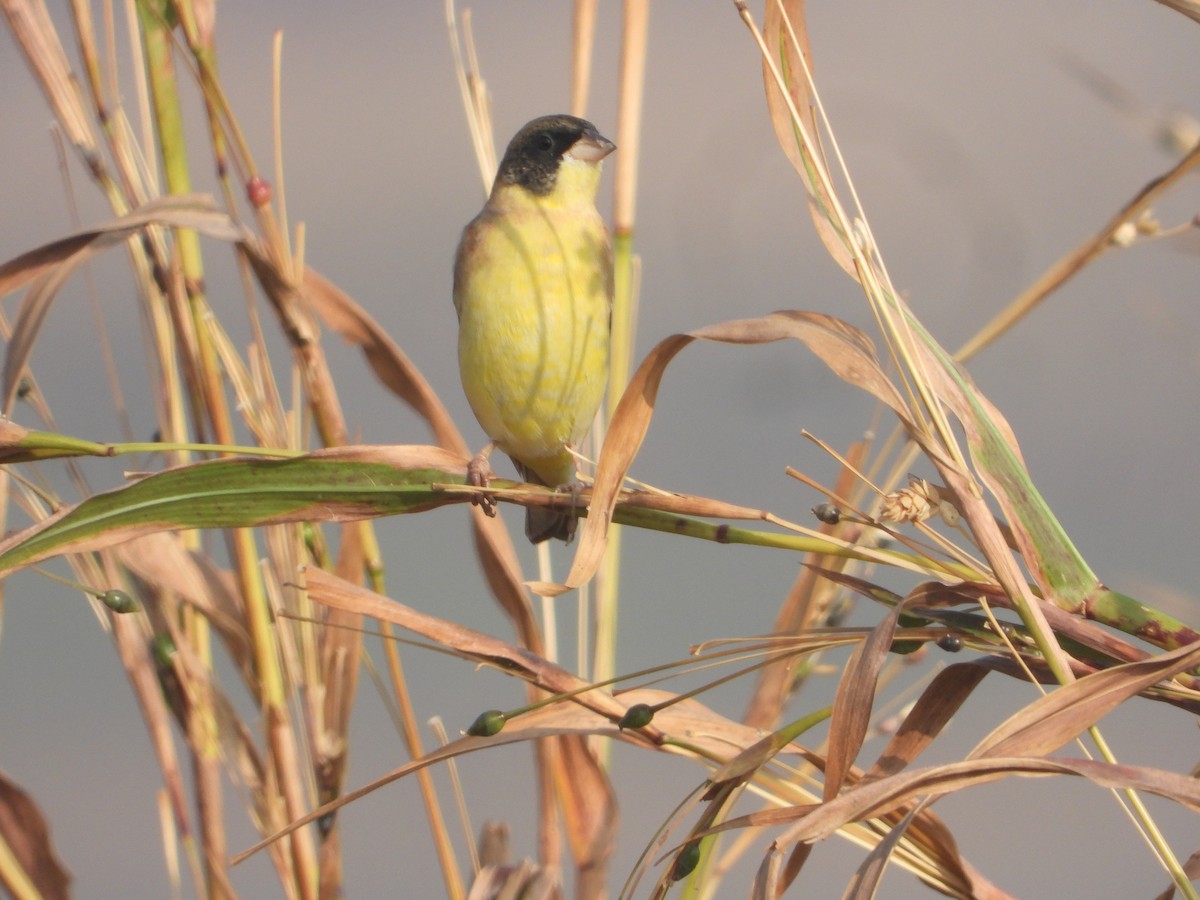 Escribano Cabecinegro/Carirrojo - ML646575351