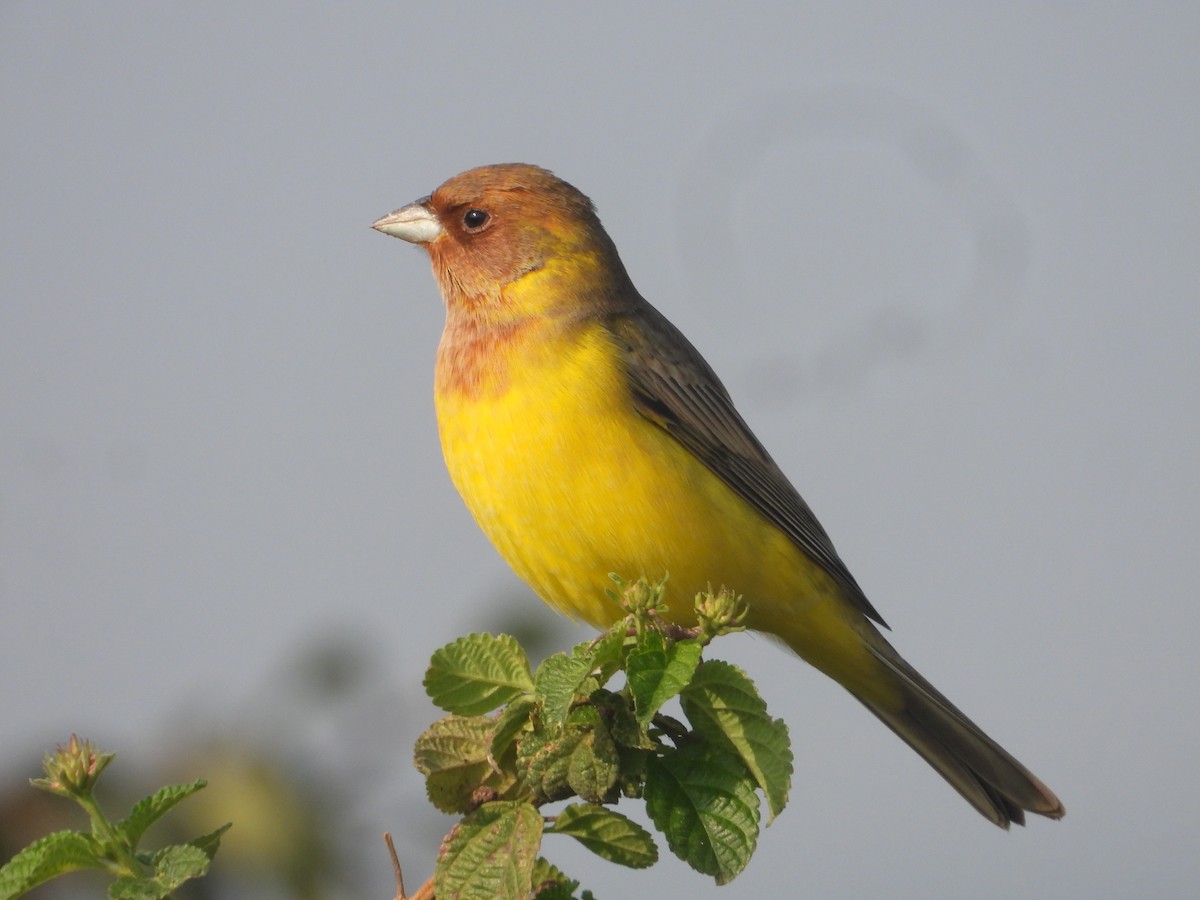 Escribano Cabecinegro/Carirrojo - ML646575352