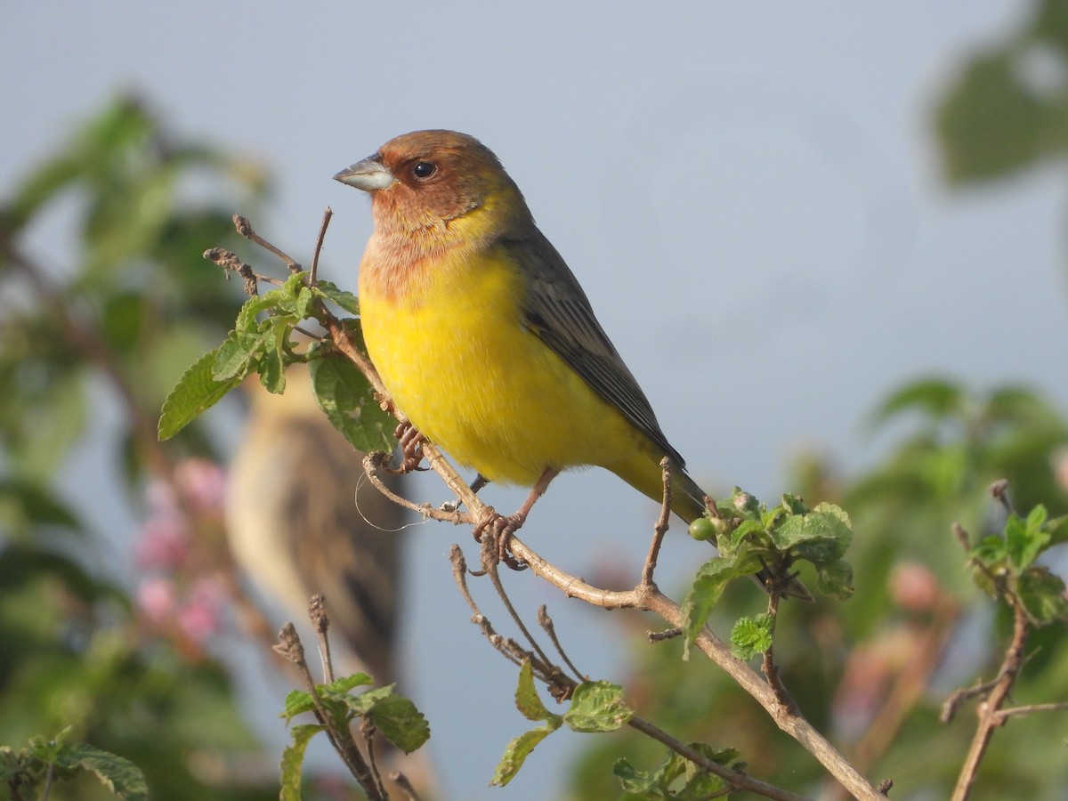 Escribano Cabecinegro/Carirrojo - ML646575353