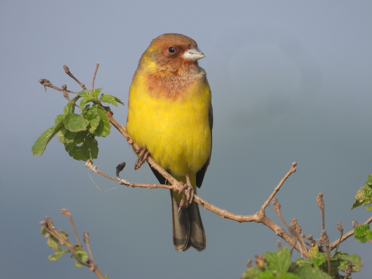 Escribano Cabecinegro/Carirrojo - ML646575354