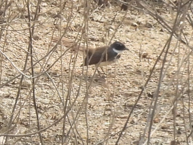 Abanico Pío de la Sonda - ML646575355