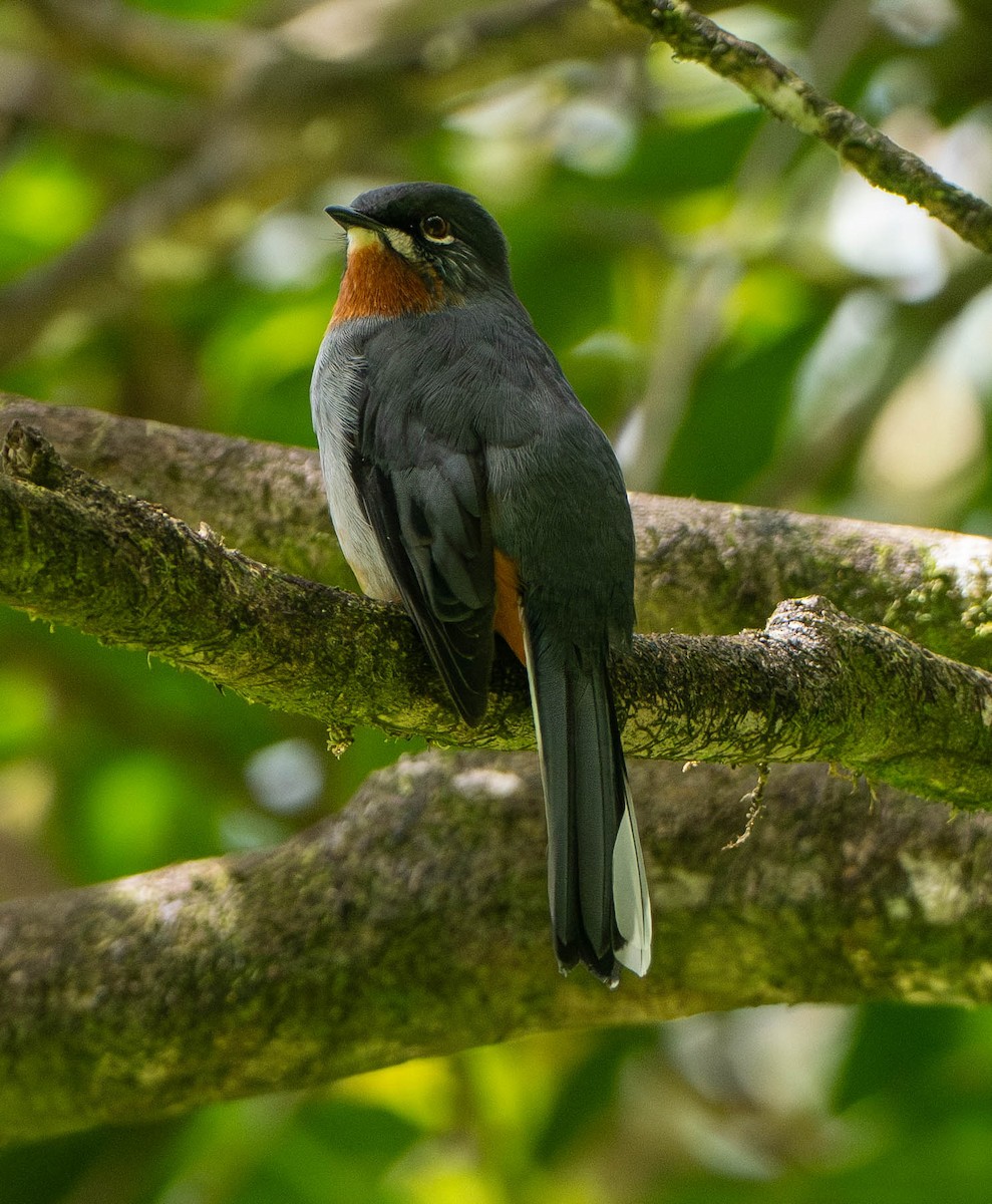 Solitario Gorjirrufo - ML646575356