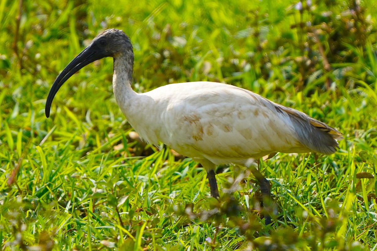 Ibis Oriental - ML646575359