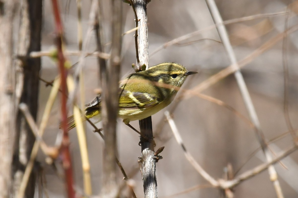 Mosquitero de Sichuán - ML646575360
