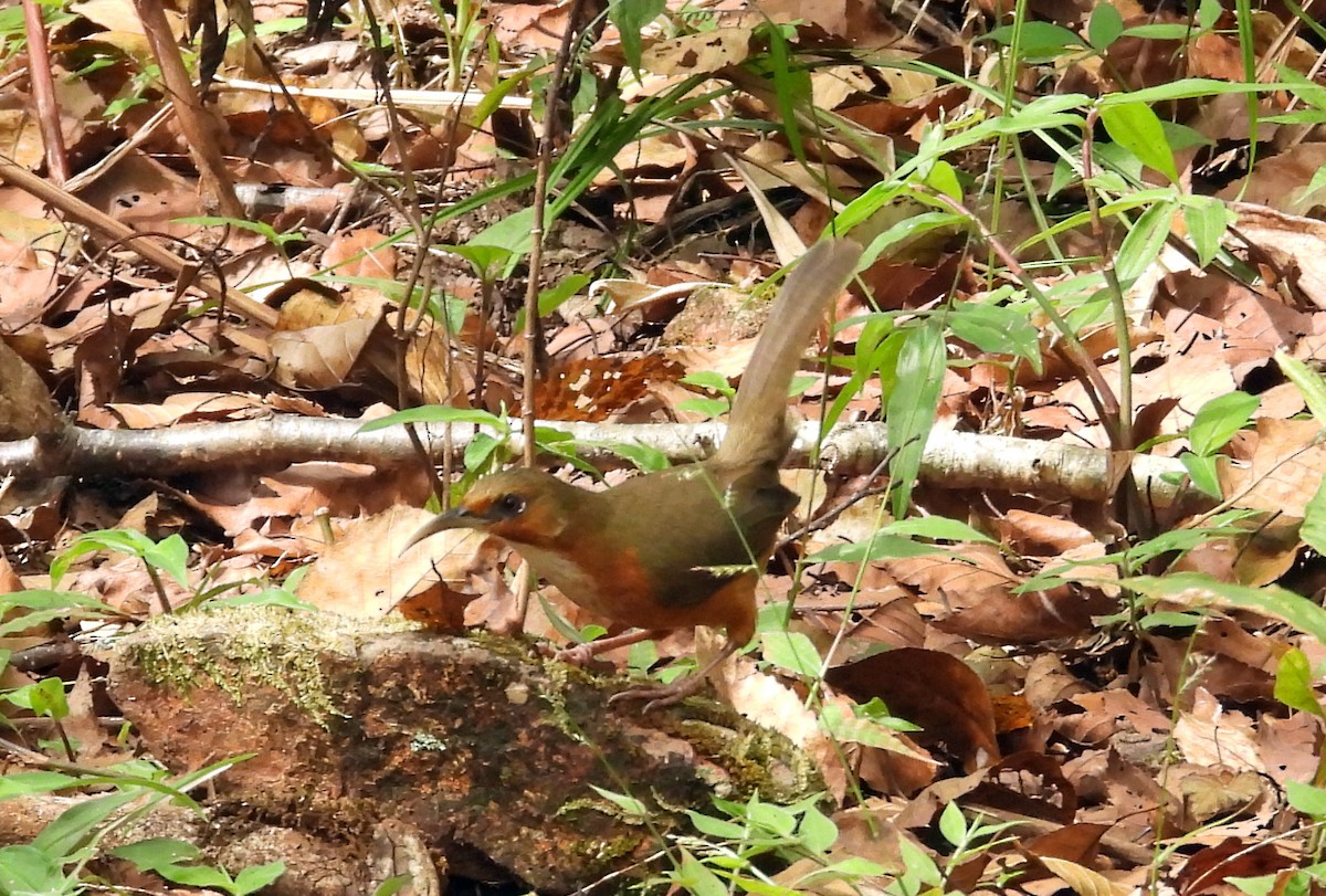 Cimitarra de Birmania - ML646575361
