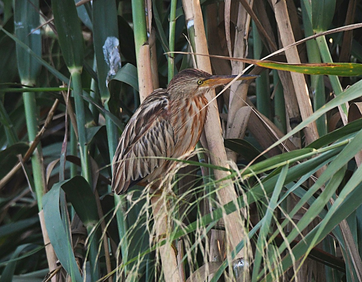 ヨシゴイ - ML646575369