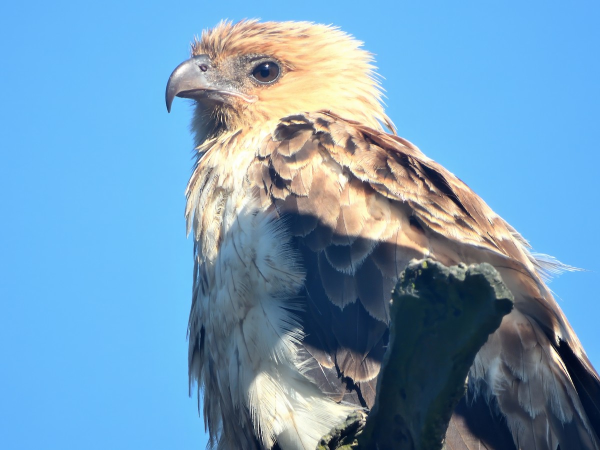 Whistling Kite - ML646575375