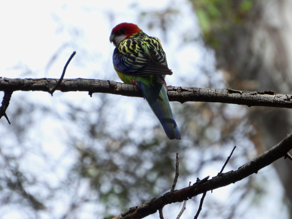 Rosella orientale - ML646575377