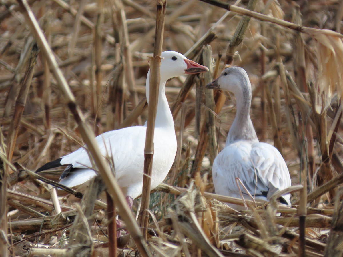 snøgås - ML646575378