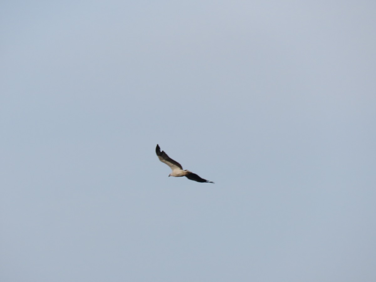 White-bellied Sea-Eagle - ML646575381