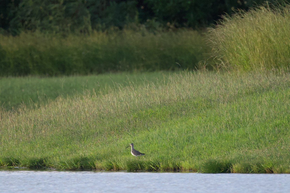 Tundraschlammläufer - ML646575382