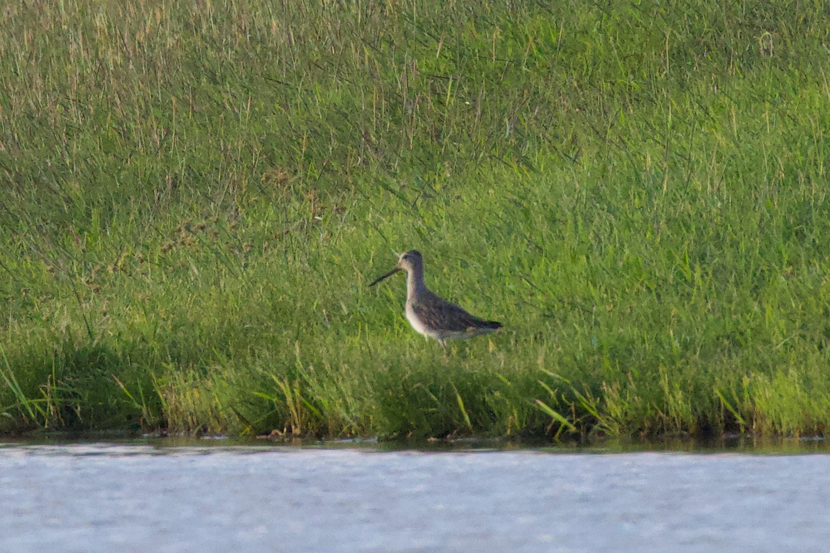 Tundraschlammläufer - ML646575386