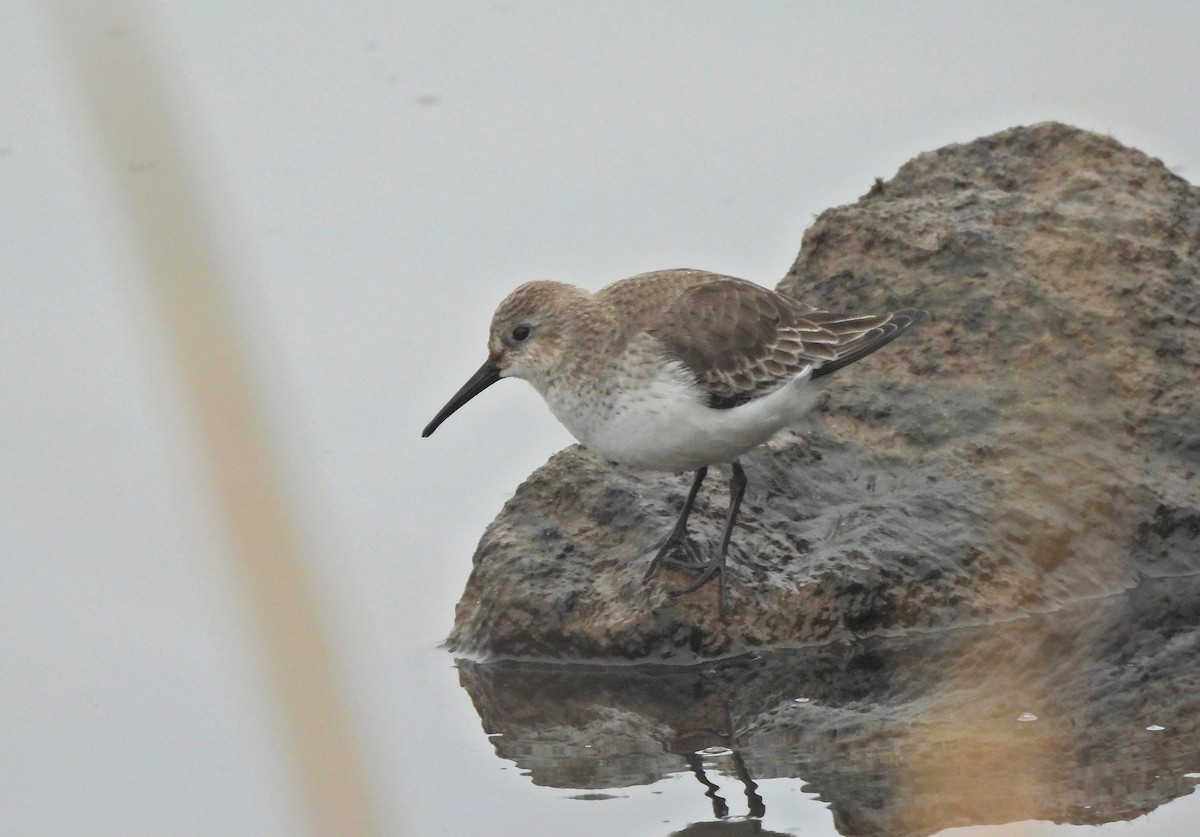 Piovanello pancianera - ML646575388