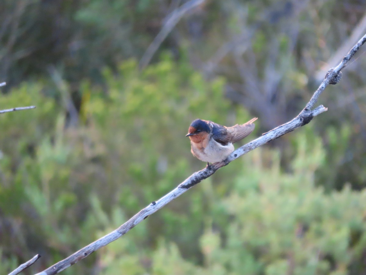 Welcome Swallow - ML646575390