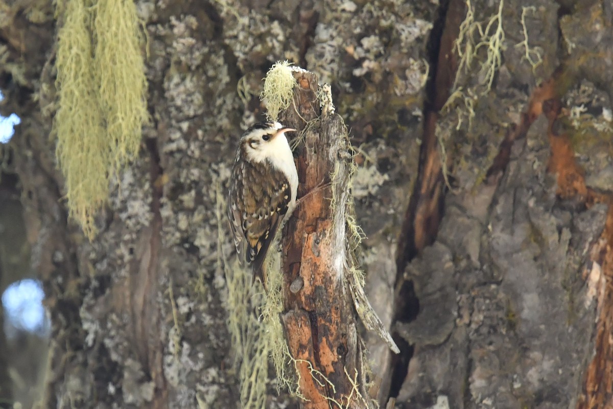Hodgson's Treecreeper - ML646575392