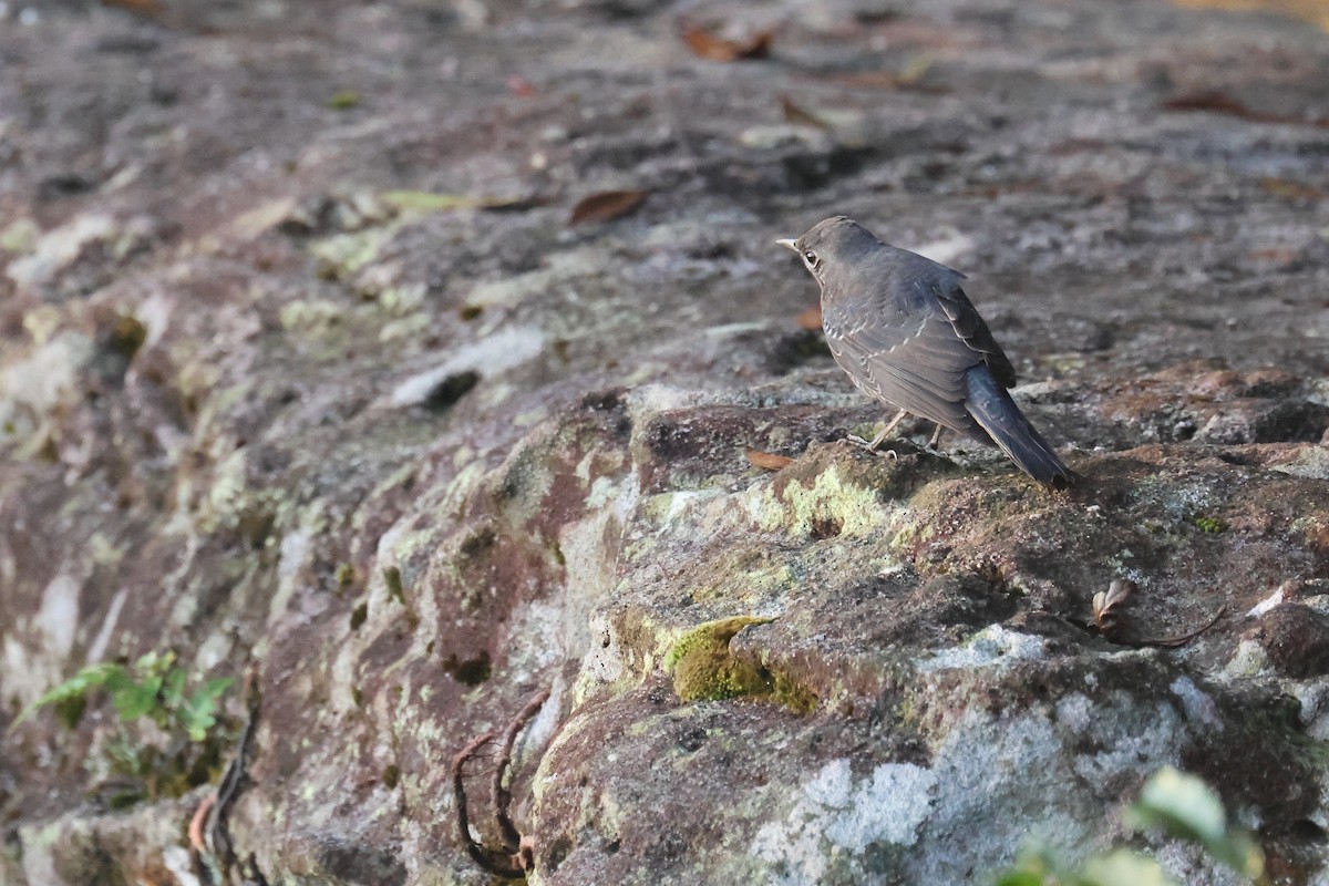 skalník modrý - ML646575393