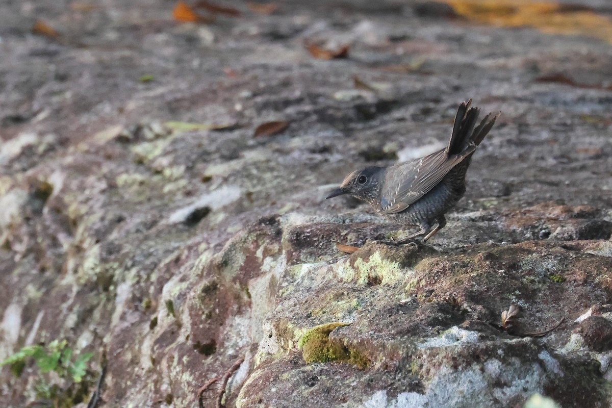 skalník modrý - ML646575394