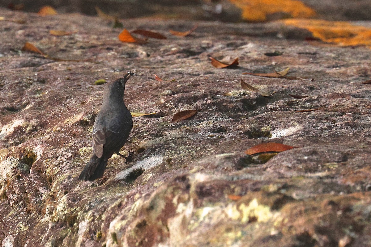 skalník modrý - ML646575395