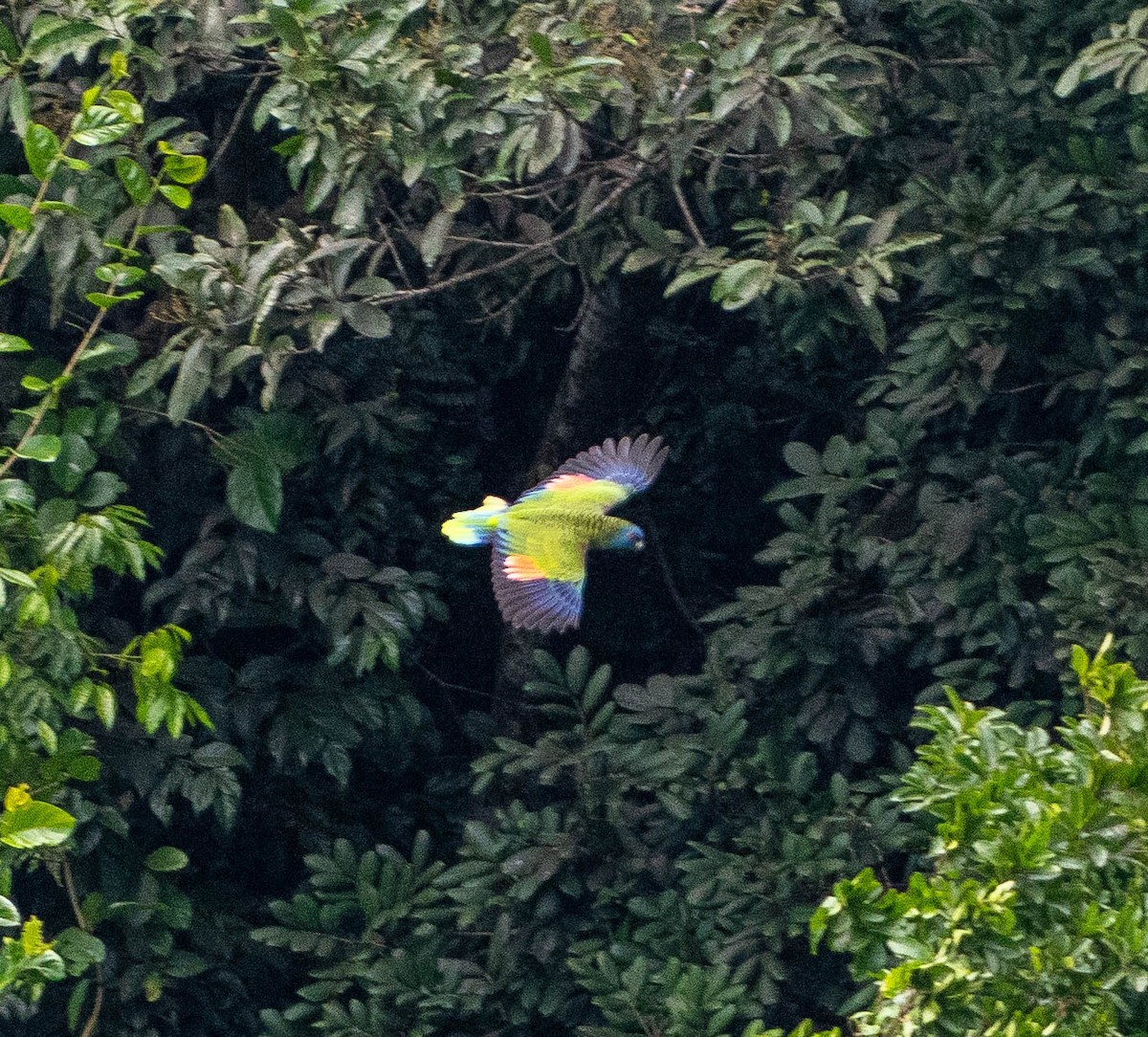 Разноцветный амазон - ML646575397