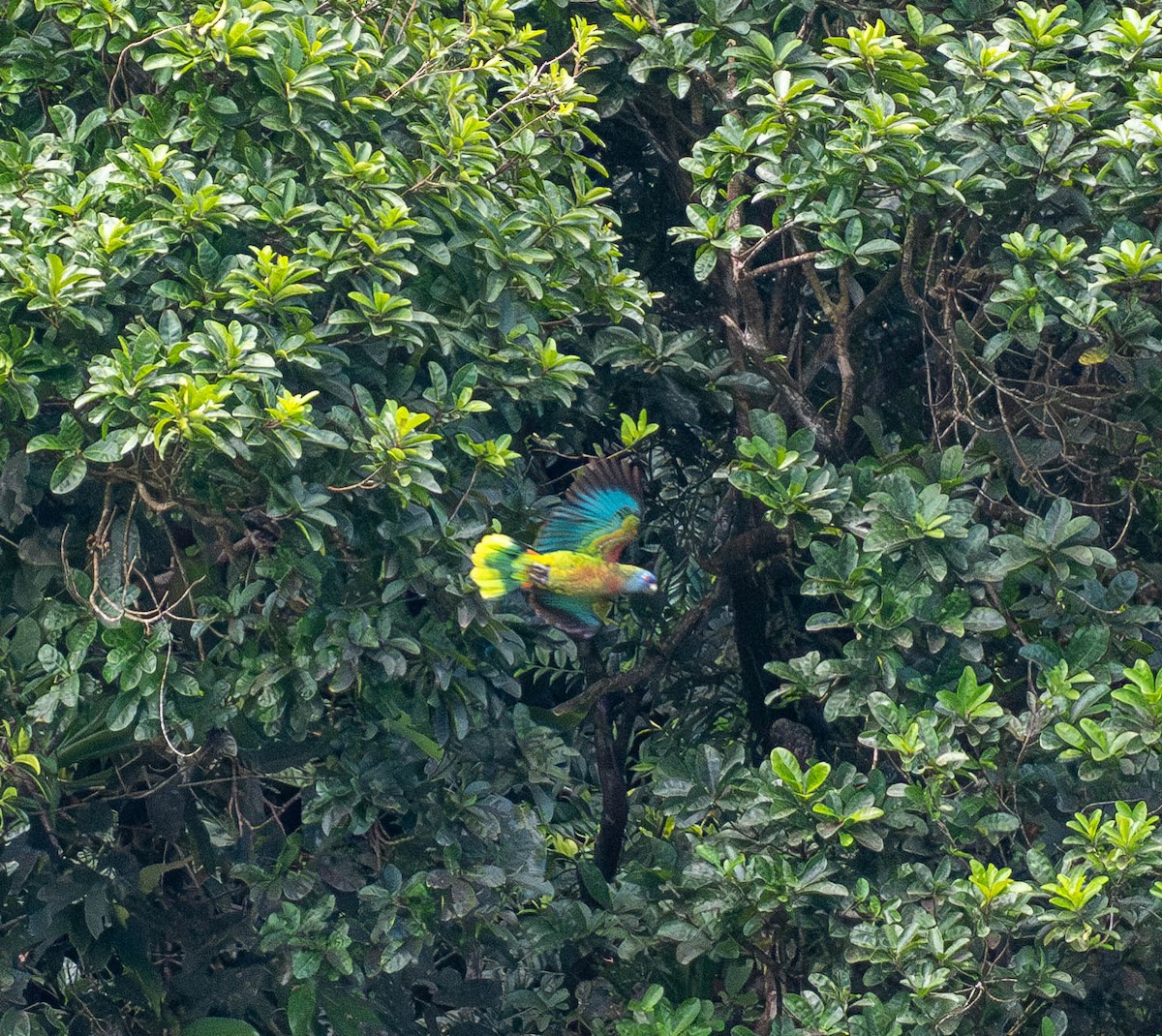 Разноцветный амазон - ML646575398