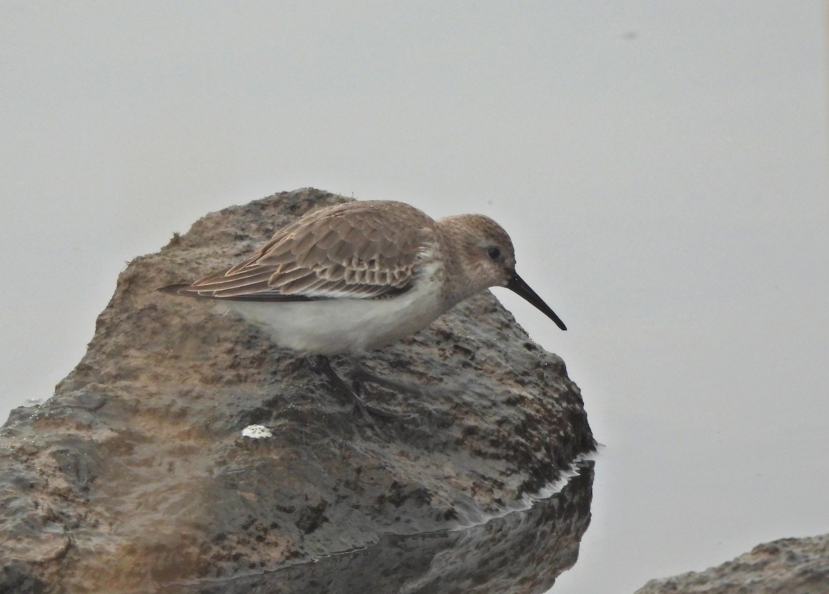 Piovanello pancianera - ML646575402